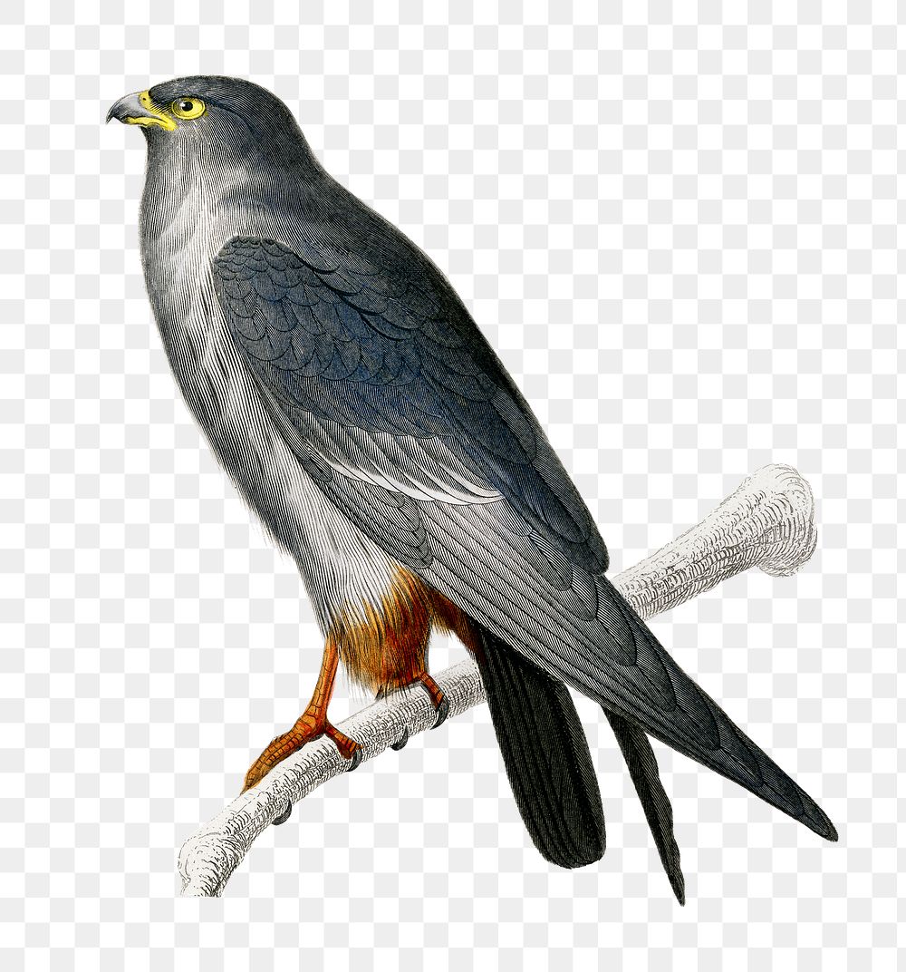 Vintage red-footed falcon bird png, remix from artworks by Charles Dessalines D'orbigny
