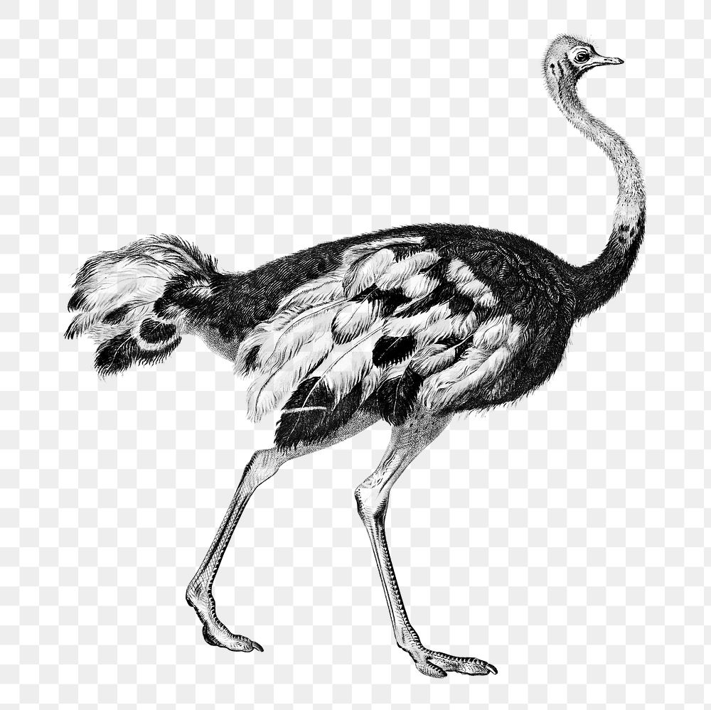 Vintage common ostrich png, remix from artworks by Charles Dessalines D'orbigny