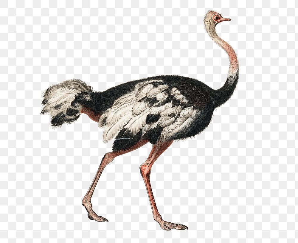Vintage common ostrich png, remix from artworks by Charles Dessalines D'orbigny