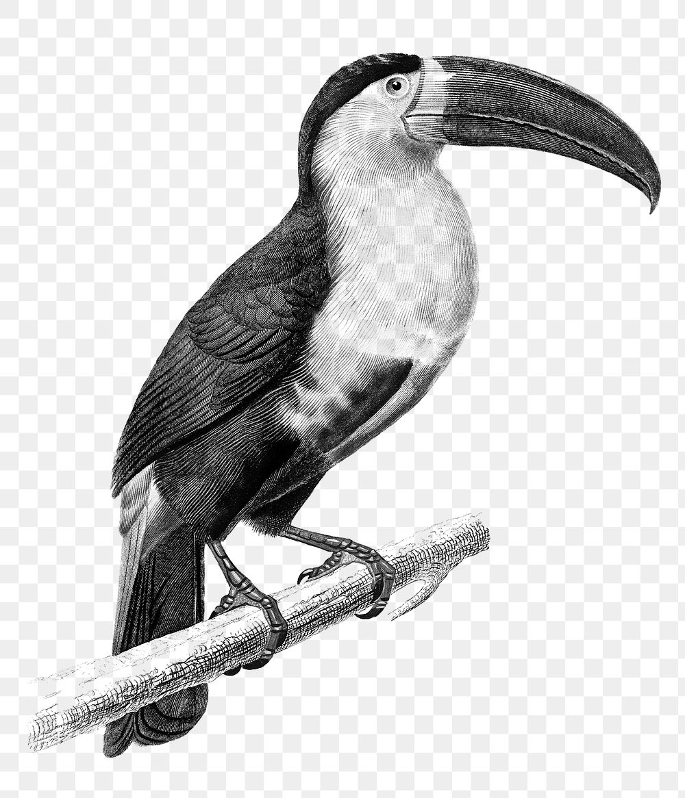 Vintage toucan bird png, remix from artworks by Charles Dessalines D'orbigny