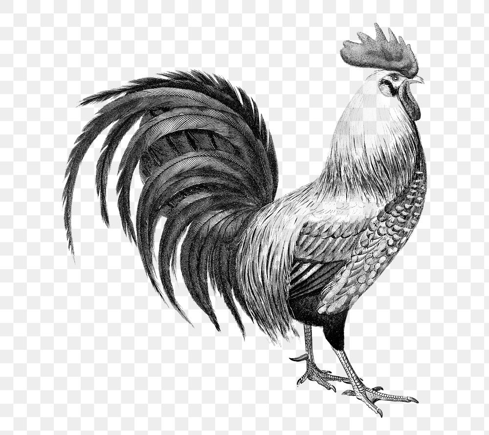 Vintage cock png, remix from artworks by Charles Dessalines D'orbigny
