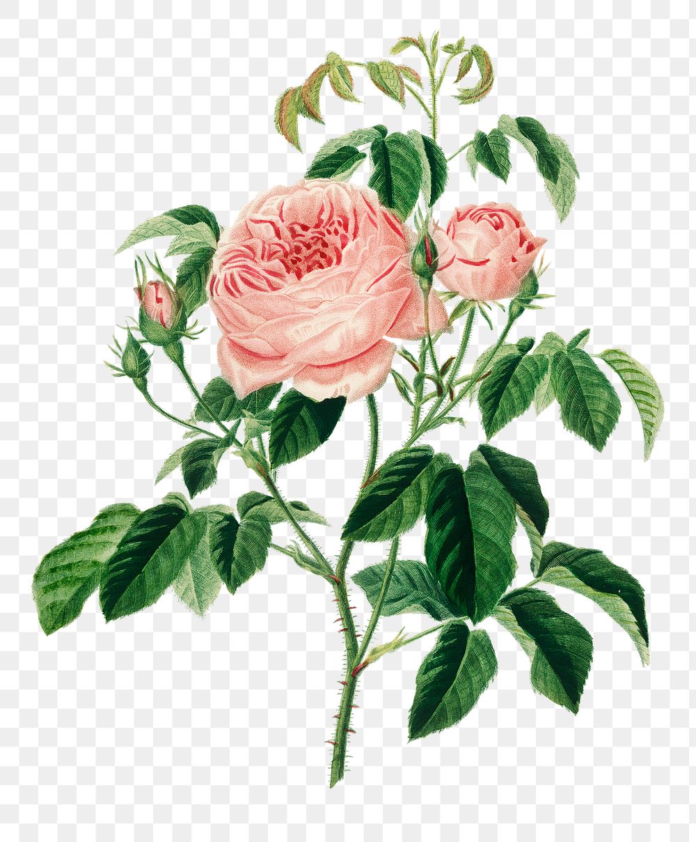Vintage png cabbage rose flower, remix from artworks by Charles Dessalines D'orbigny