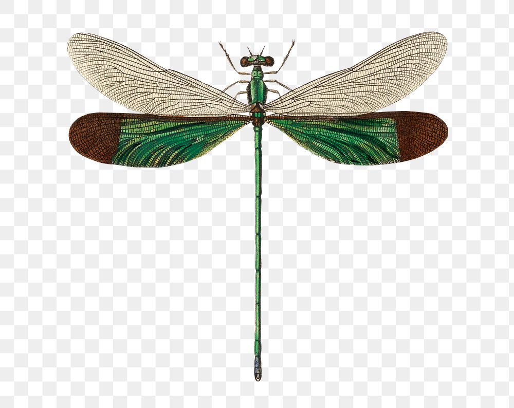 Vintage stream glory png insect, remix from artworks by Charles Dessalines D'orbigny