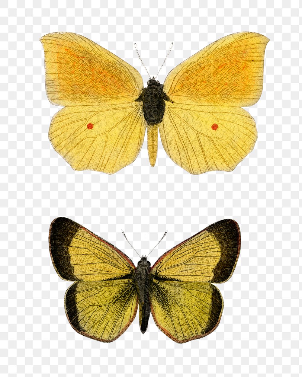 Vintage yellow butterflies png, remix from artworks by Charles Dessalines D'orbigny