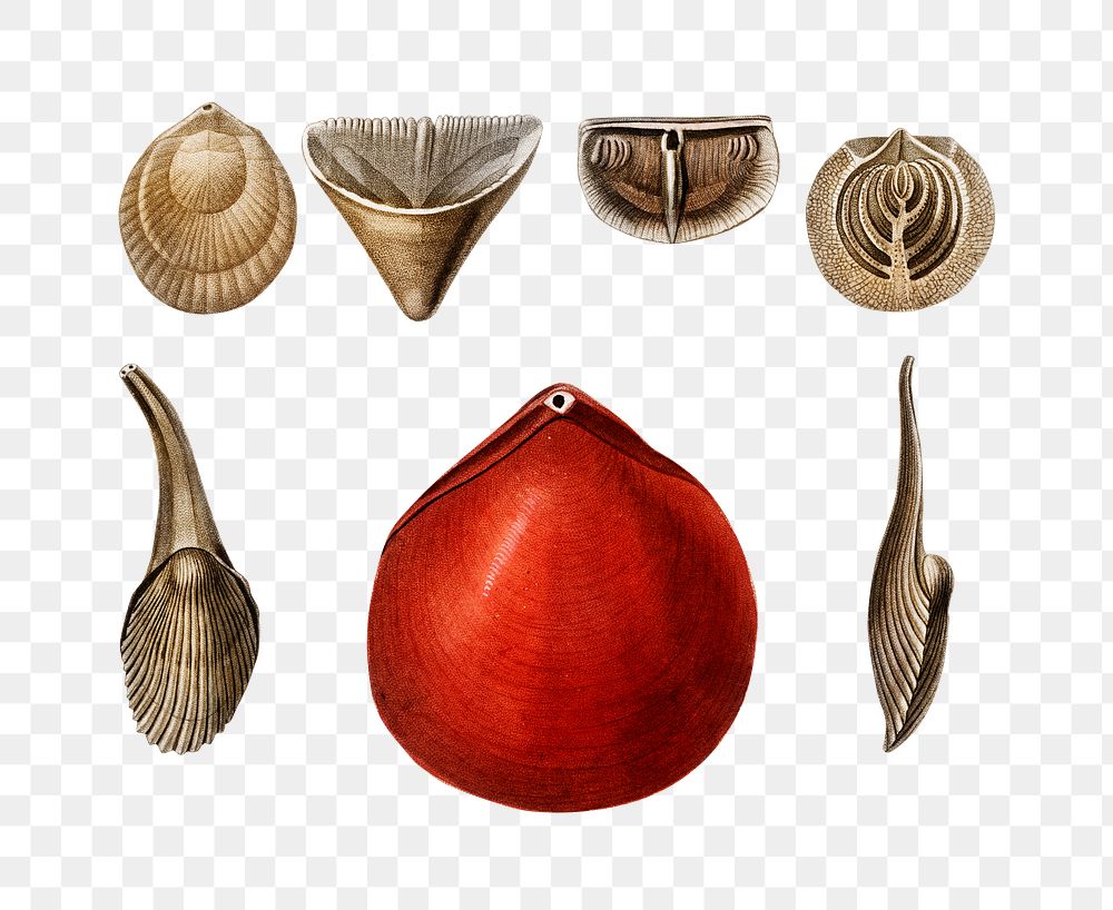 Hand drawn png mollusk set, remix from artworks by Charles Dessalines D'orbigny