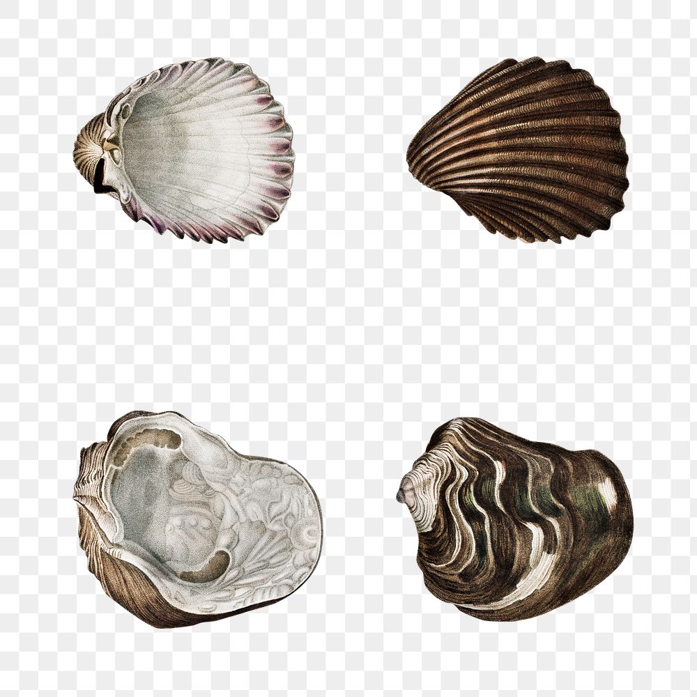 Vintage png freshwater mollusc set, remix from artworks by Charles Dessalines D'orbigny