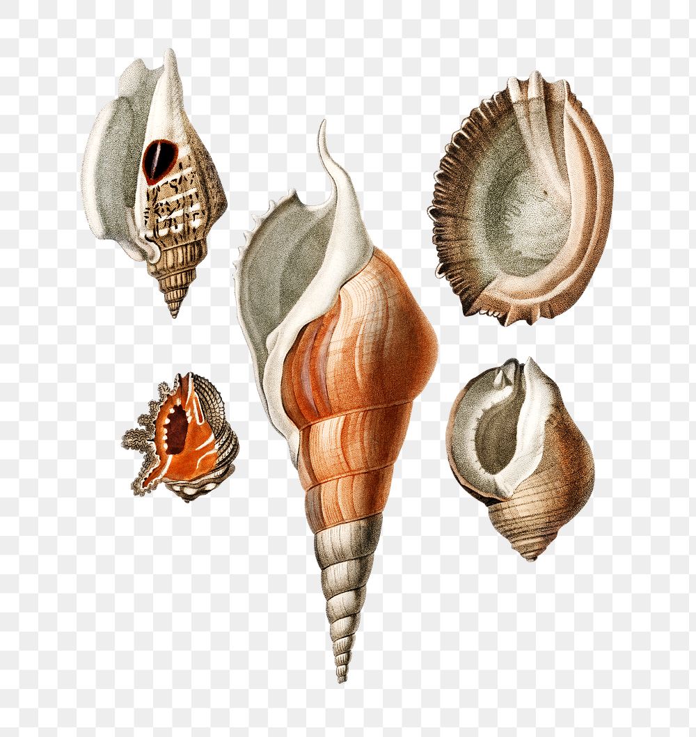 Hand drawn png sea snail set, remix from artworks by Charles Dessalines D'orbigny