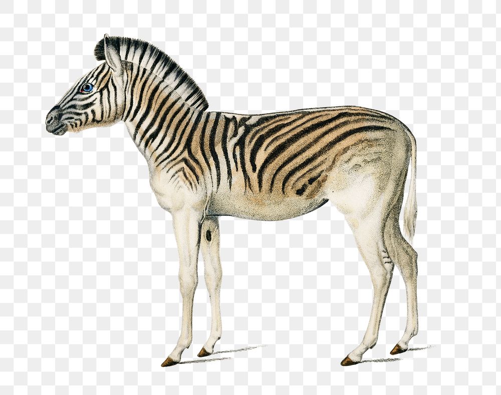 Vintage mountain zebra png wild animal, remix from artworks by Charles Dessalines D'orbigny