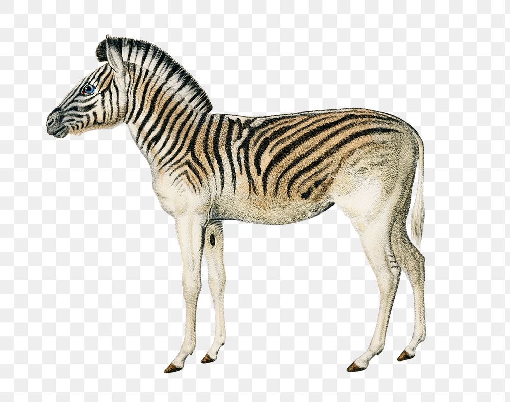 Vintage mountain zebra png wild animal, remix from artworks by Charles Dessalines D'orbigny