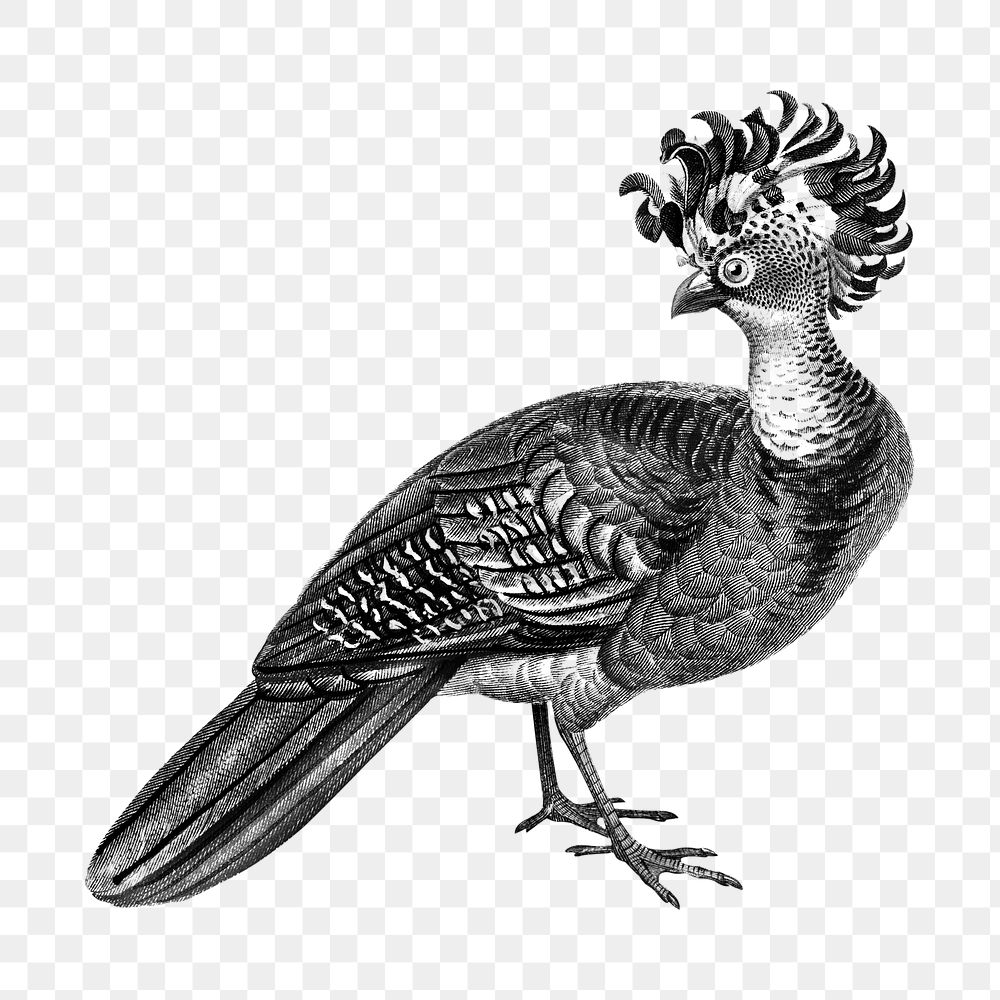 Vintage female great curassow bird png, remix from artworks by Charles Dessalines D'orbigny