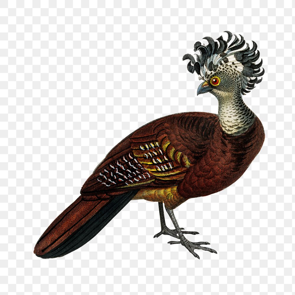 Vintage female great curassow bird png, remix from artworks by Charles Dessalines D'orbigny