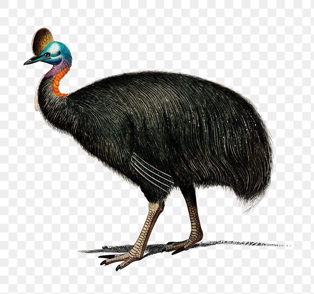 Vintage casoar à casque bird png, remix from artworks by Charles Dessalines D'orbigny