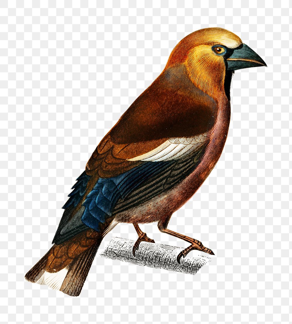 Vintage hawfinch bird png, remix from artworks by Charles Dessalines D'orbigny
