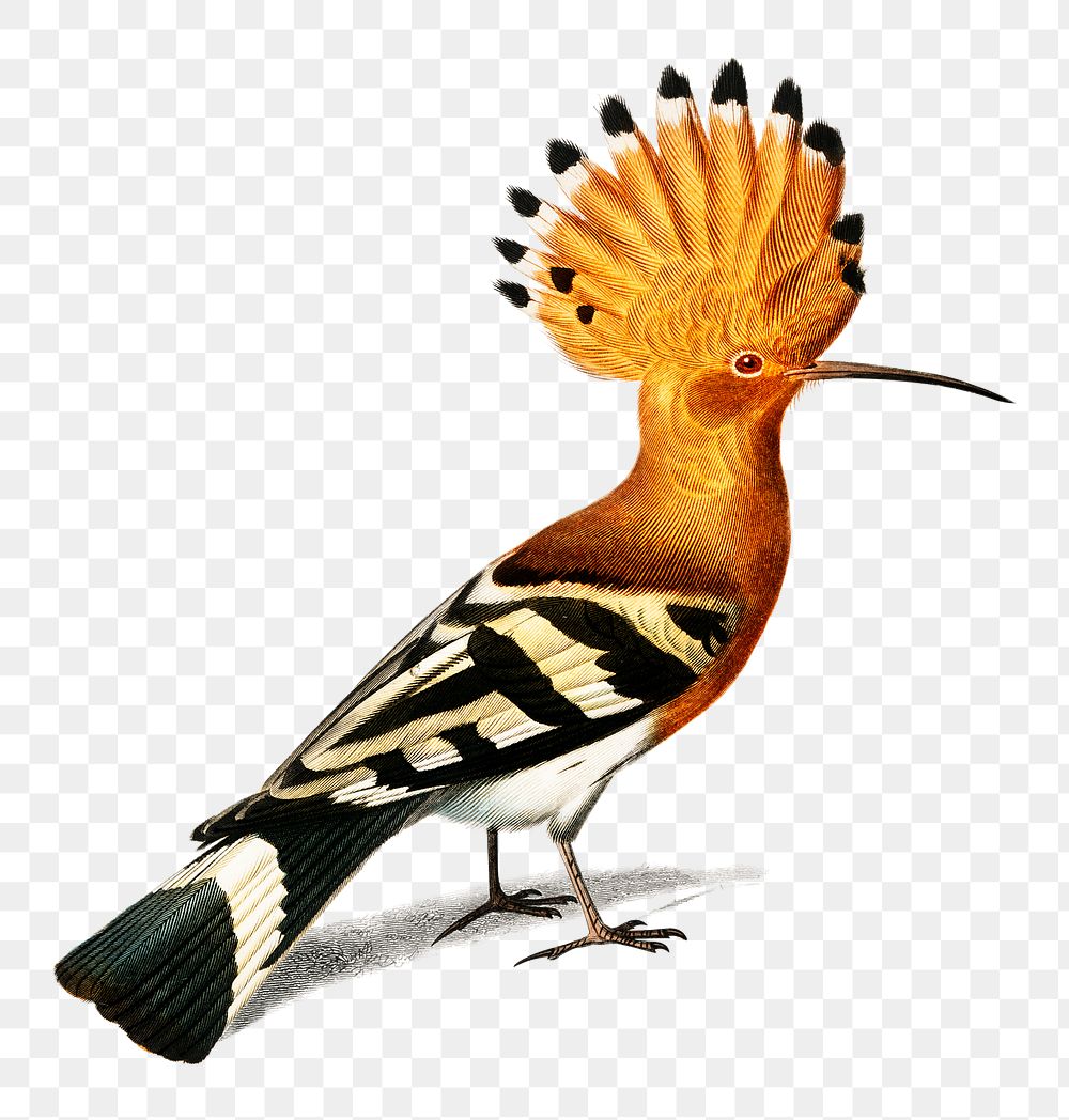 Vintage huppe commune bird png, remix from artworks by Charles Dessalines D'orbigny