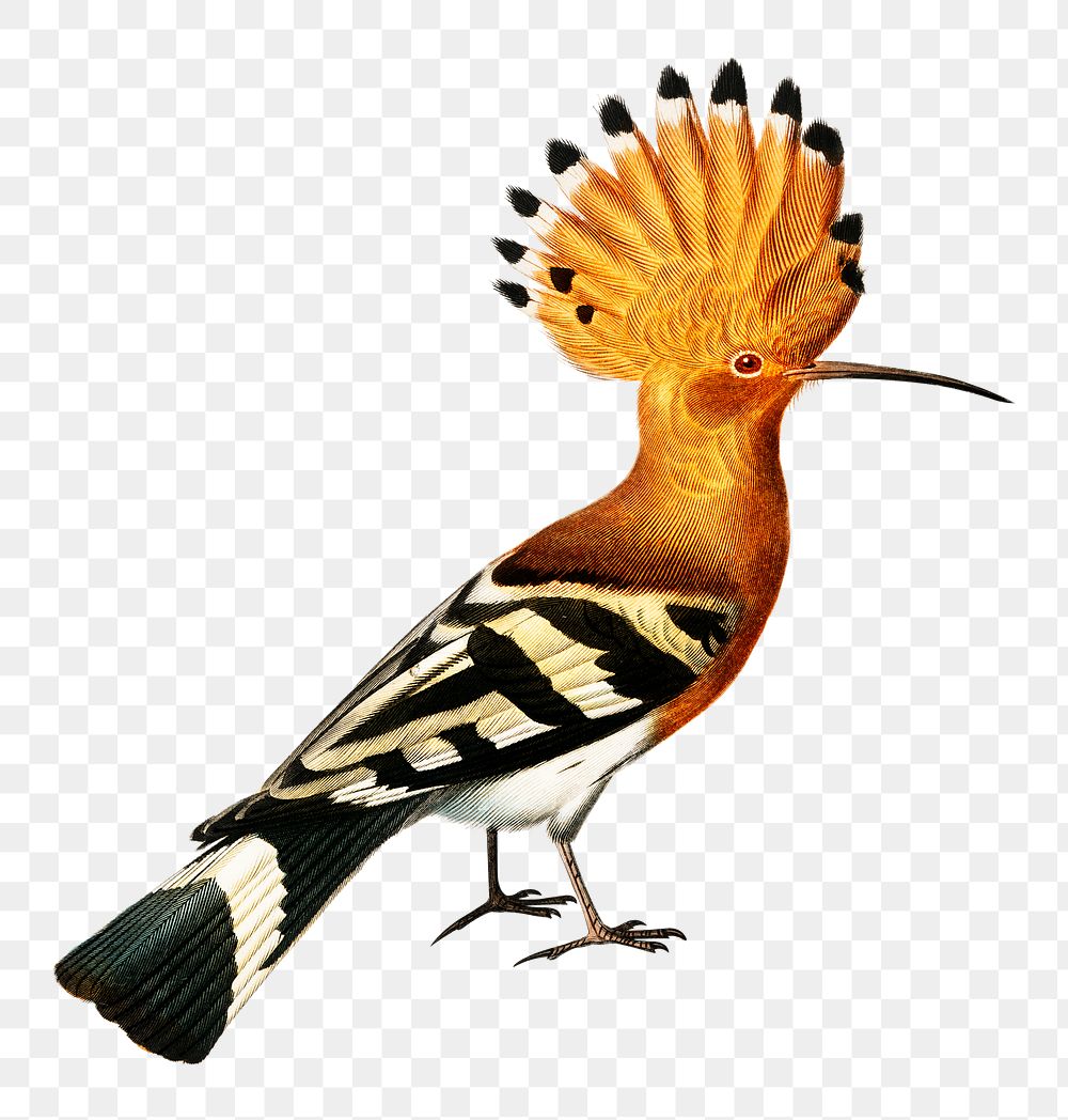 Vintage huppe commune bird png, remix from artworks by Charles Dessalines D'orbigny