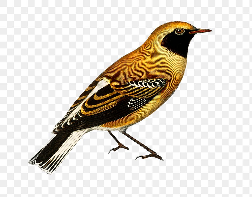 Vintage russet wheatear bird png, remix from artworks by Charles Dessalines D'orbigny