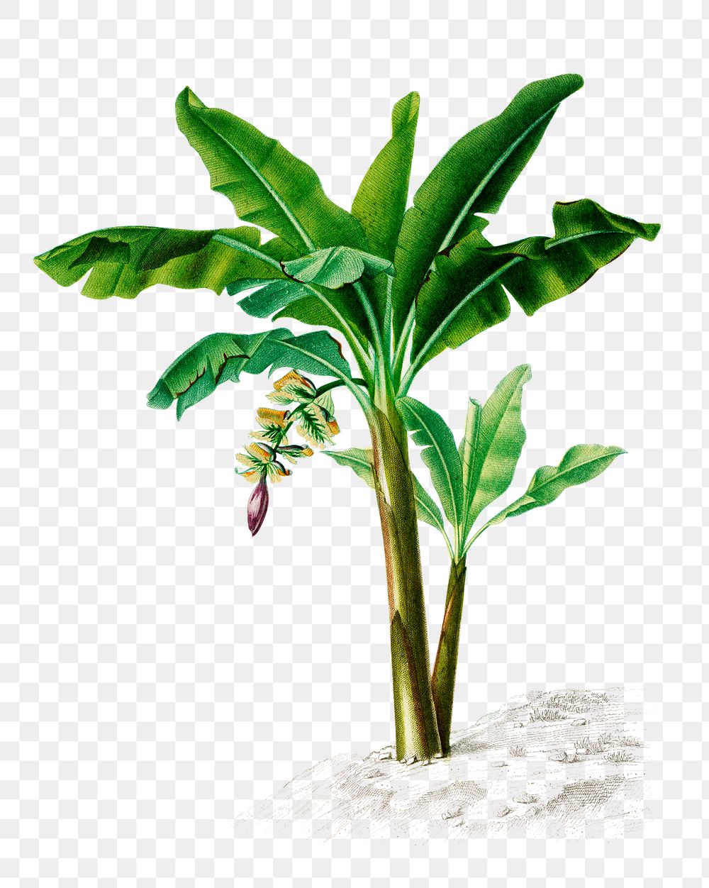 Hand drawn png banana tree, remix from artworks by Charles Dessalines D'orbigny