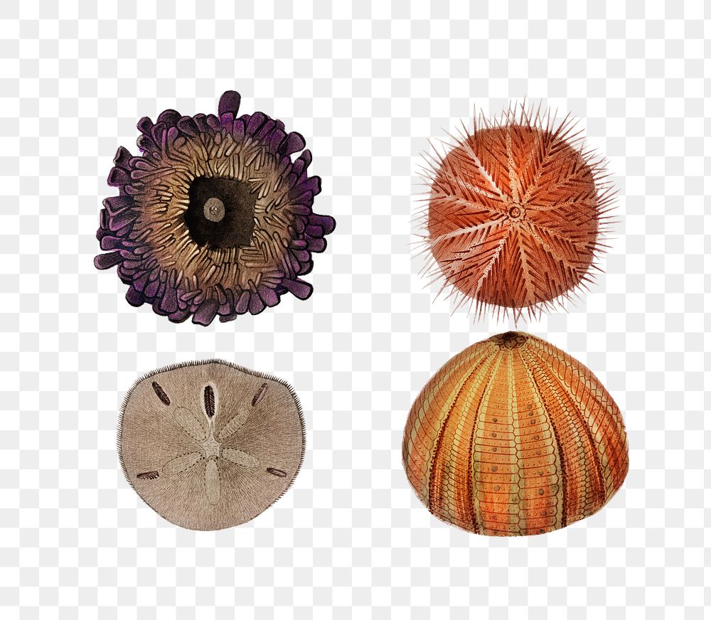 Vintage png sea urchin set, remix from artworks by Charles Dessalines D'orbigny