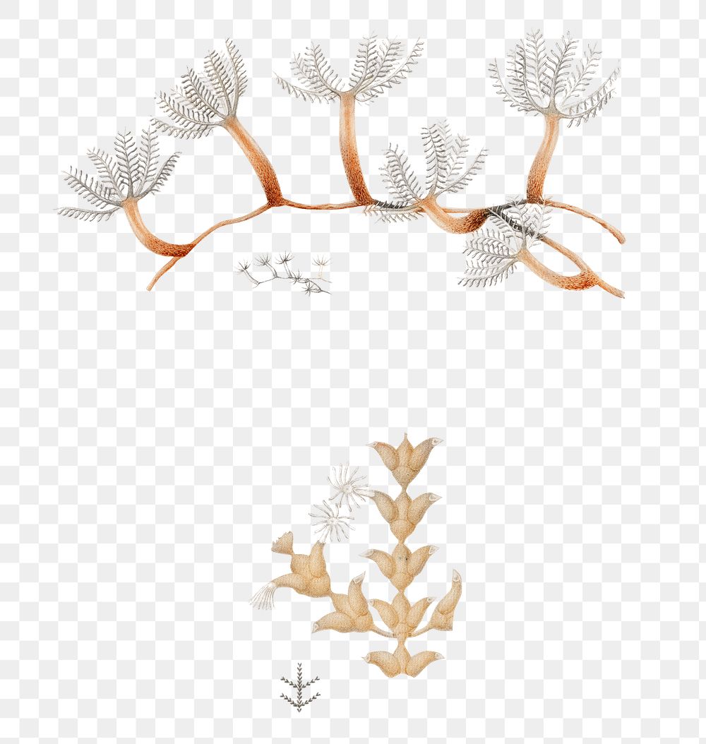 Hand drawn png soft coral, remix from artworks by Charles Dessalines D'orbigny