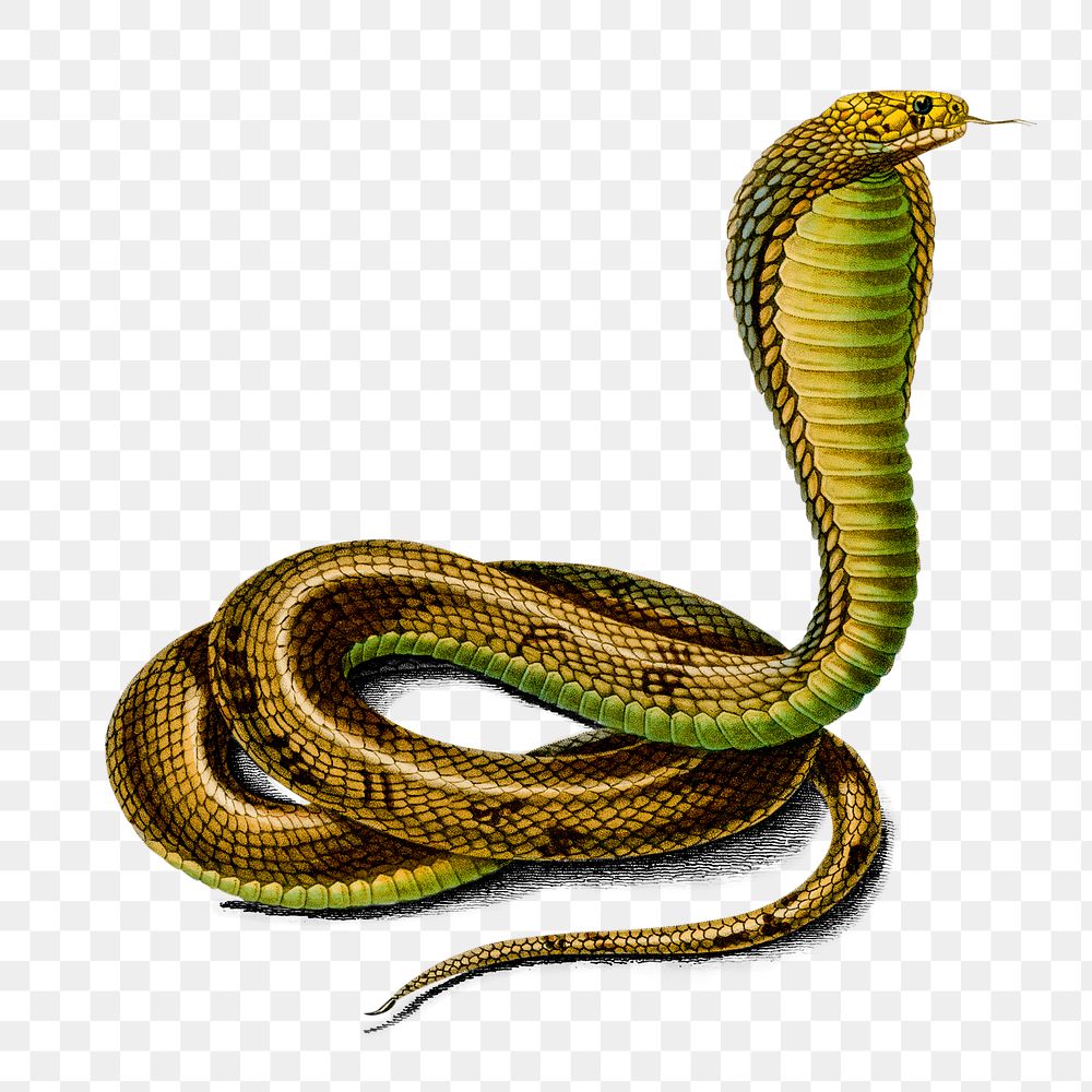 Vintage Egyptian cobra png snake reptile, remix from artworks by Charles Dessalines D'orbigny