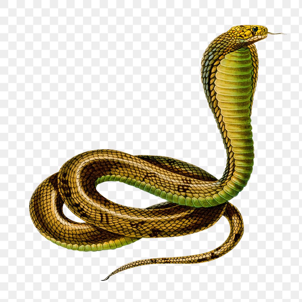 Vintage Egyptian cobra png snake reptile, remix from artworks by Charles Dessalines D'orbigny