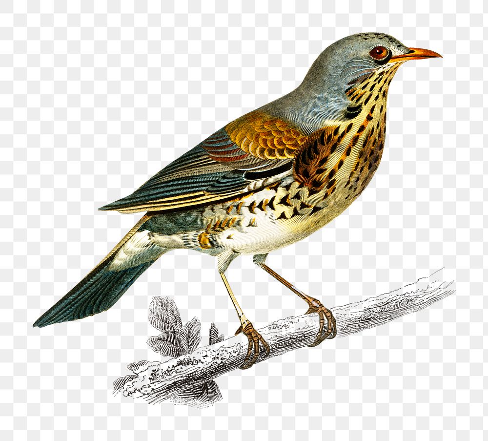Vintage rock thrush bird png, remix from artworks by Charles Dessalines D'orbigny
