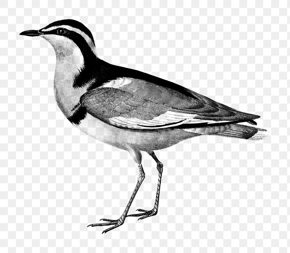 Vintage egyptian plover bird png, remix from artworks by Charles Dessalines D'orbigny