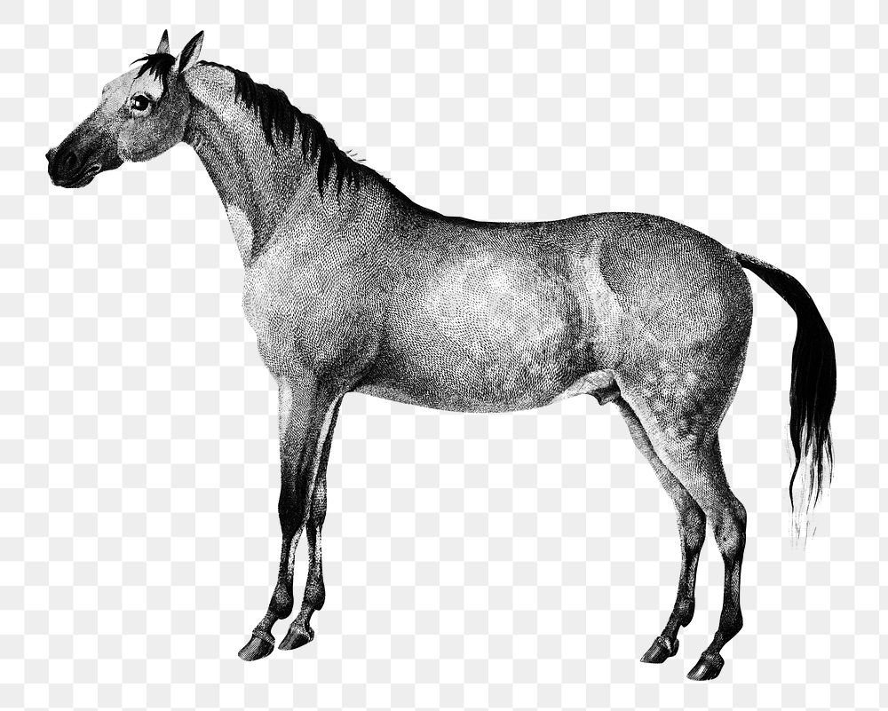 Hand drawn png horse bw, remix from artworks by Charles Dessalines D'orbigny