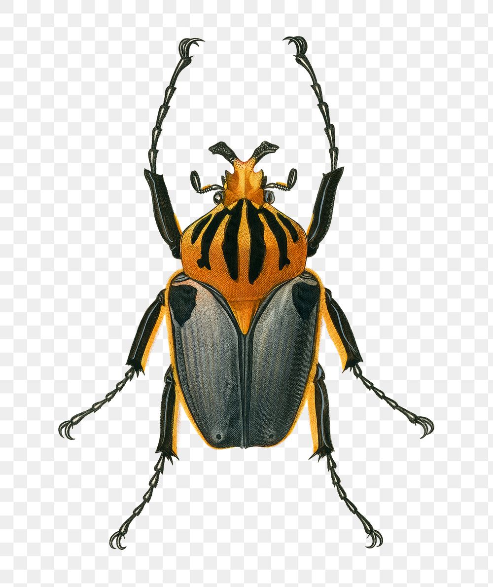 Vintage chief Goliath beetles png bug, remix from artworks by Charles Dessalines D'orbigny