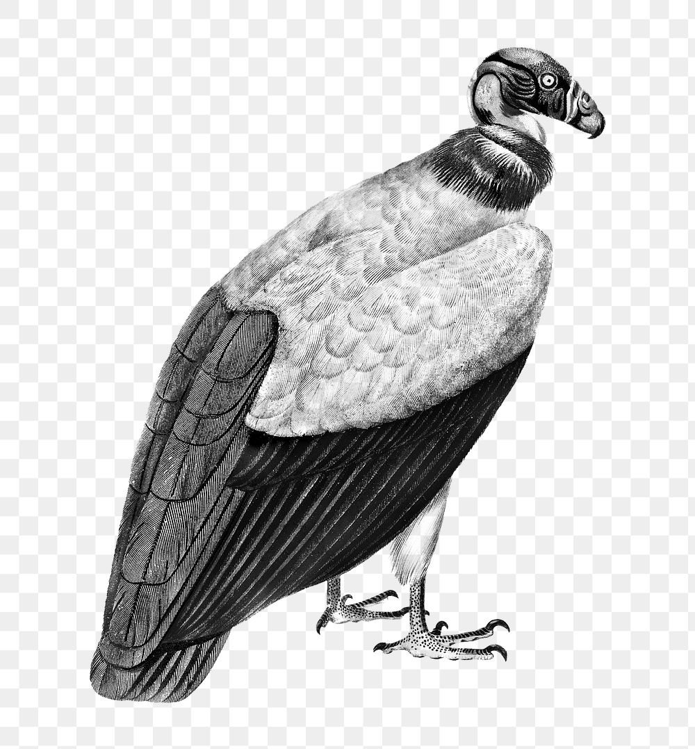 Vintage king vulture bird png, remix from artworks by Charles Dessalines D'orbigny