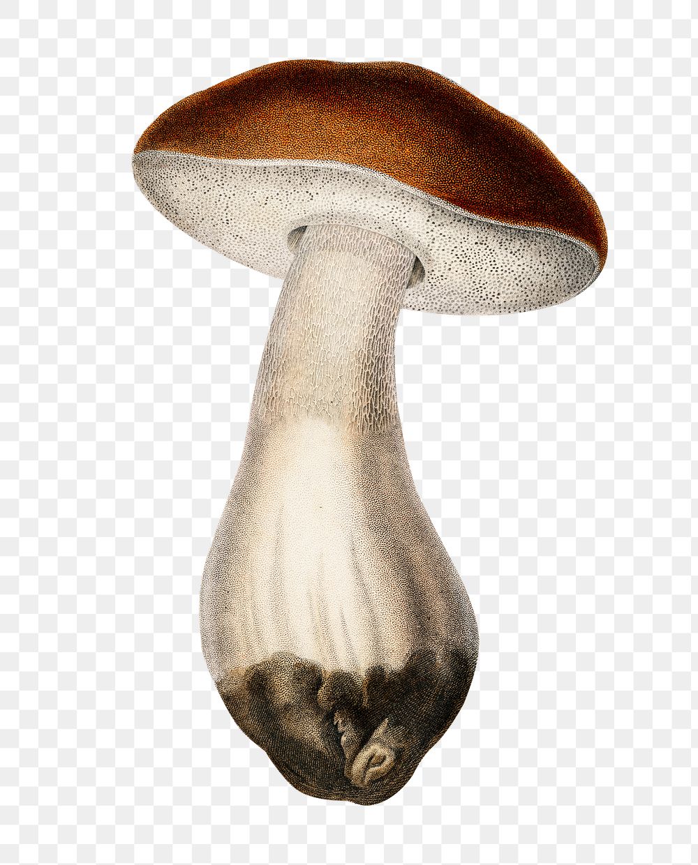 Vintage penny bun mushroom png, remix from artworks by Charles Dessalines D'orbigny