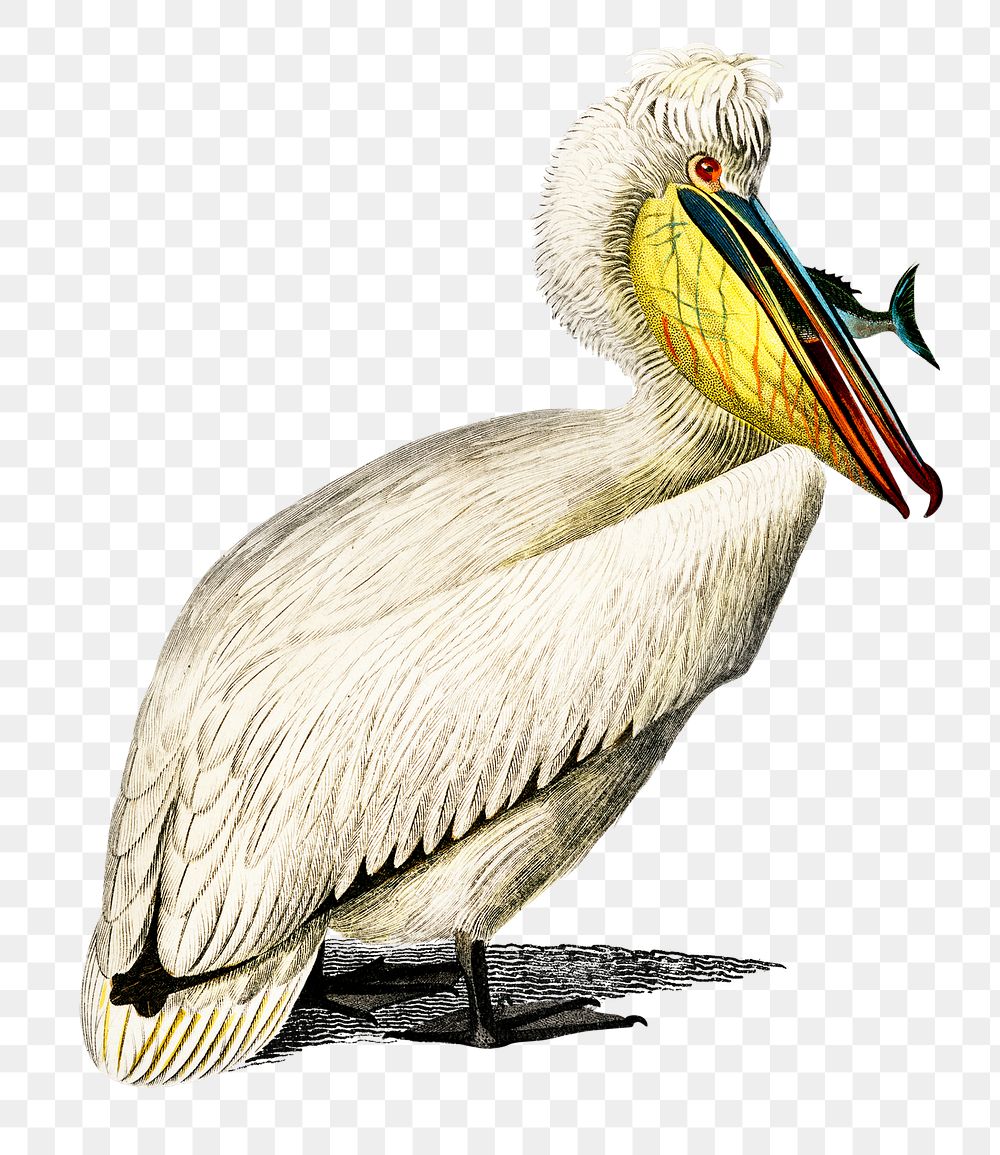 Vintage pelican bird png, remix from artworks by Charles Dessalines D'orbigny