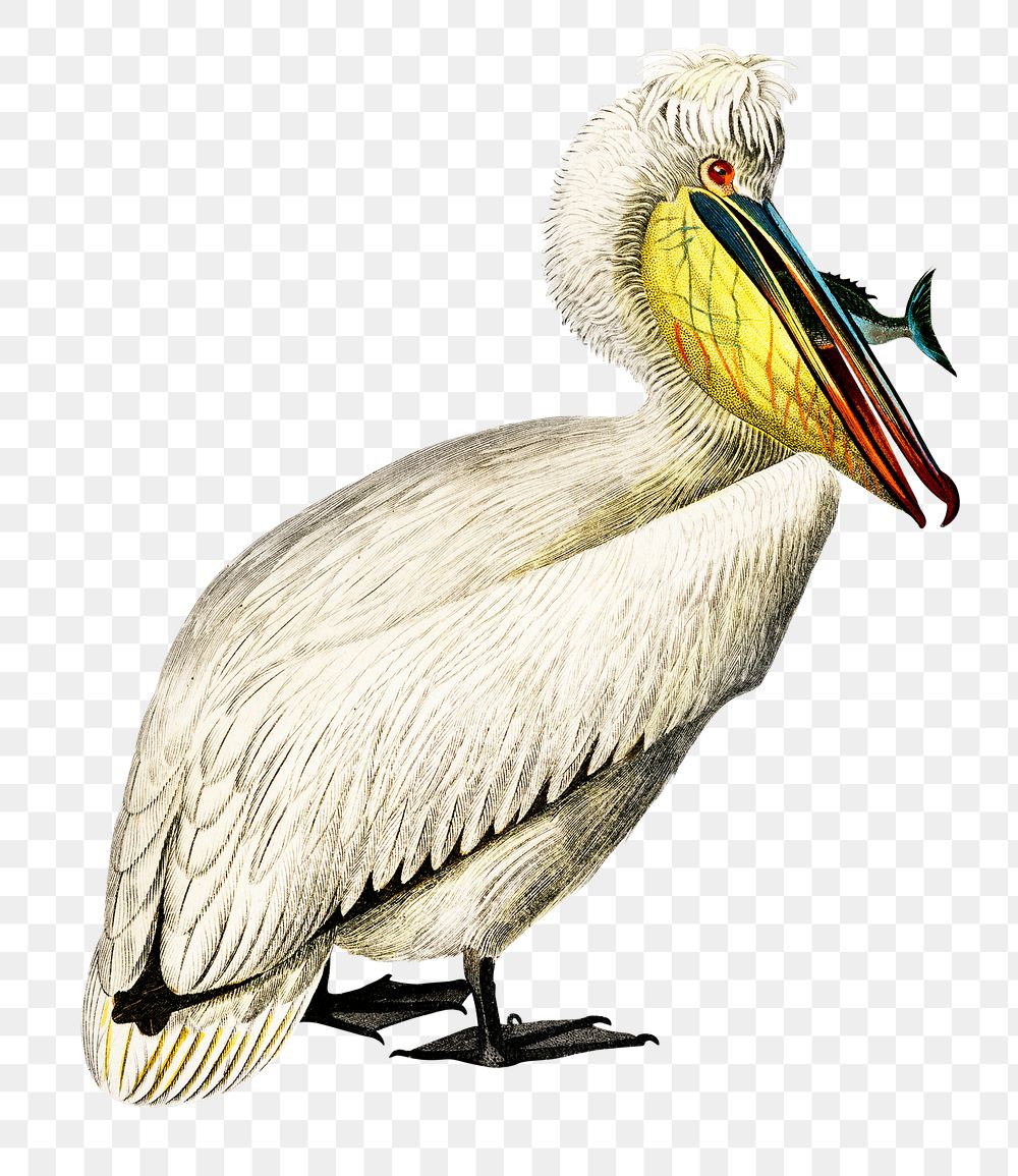 Vintage pelican bird png, remix from artworks by Charles Dessalines D'orbigny