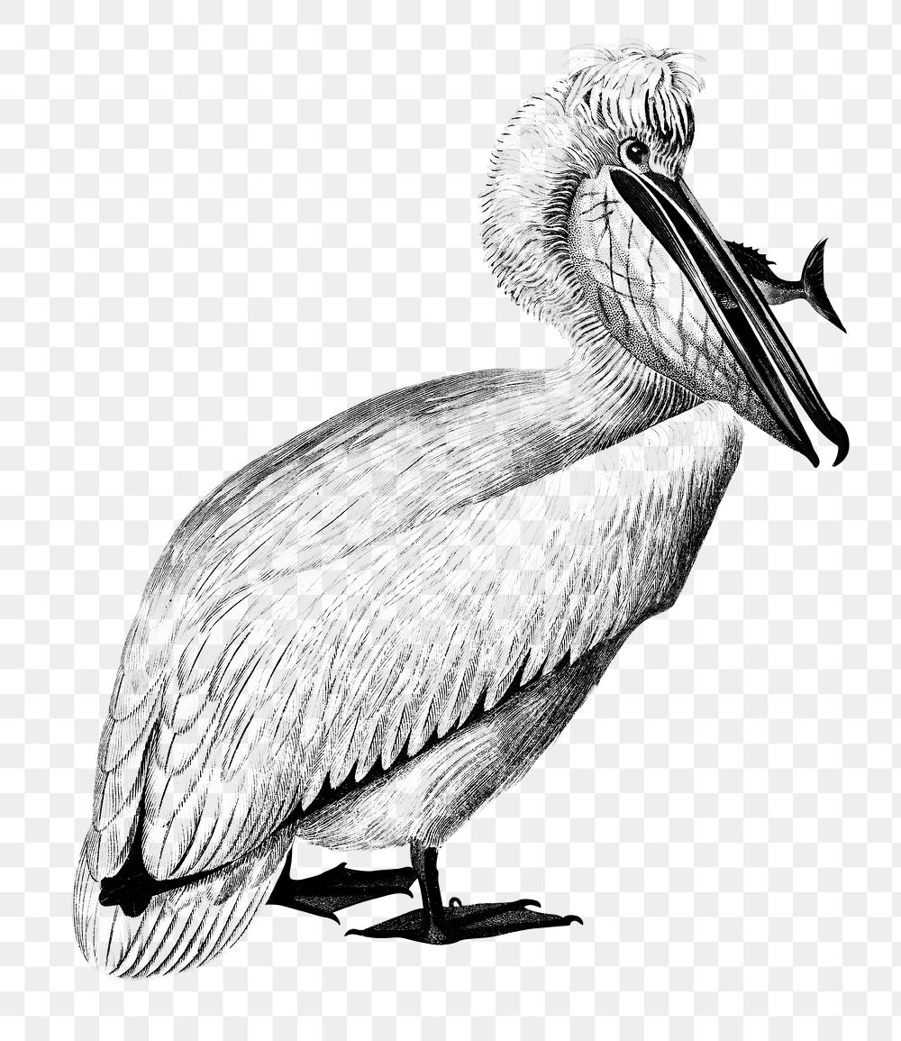 Vintage pelican bird png, remix from artworks by Charles Dessalines D'orbigny