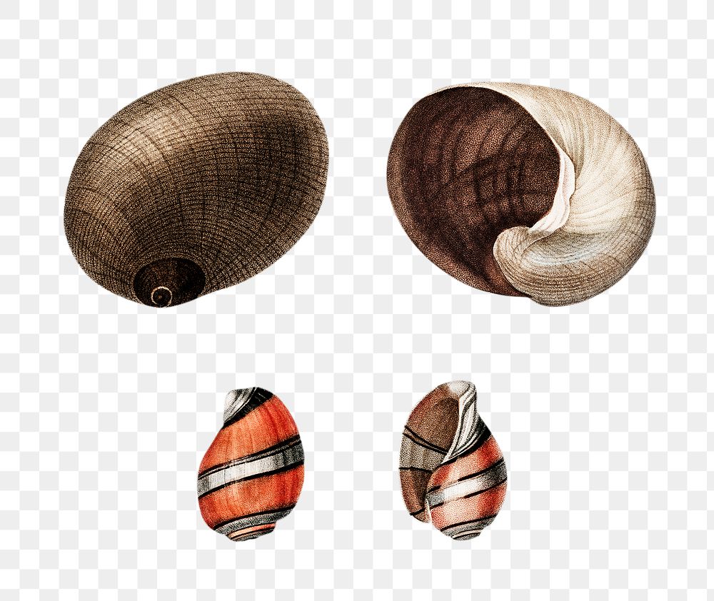 Png predatory sea snail hand drawn set, remix from artworks by Charles Dessalines D'orbigny