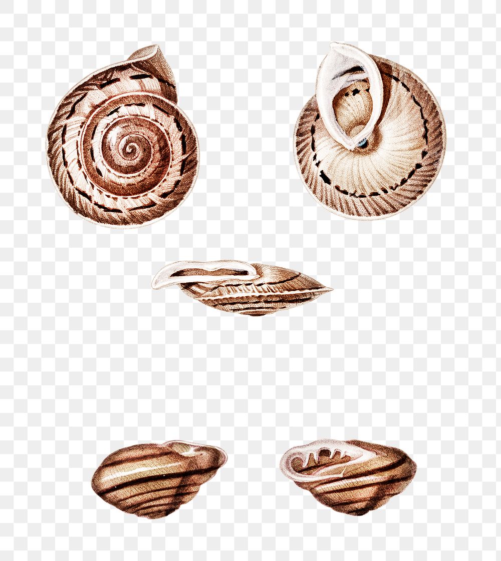 Hand drawn png snail shell set, remix from artworks by Charles Dessalines D'orbigny