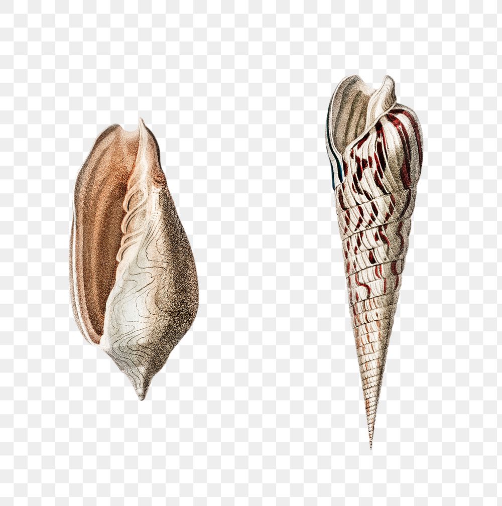Png sea snail shell mollusk, remix from artworks by Charles Dessalines D'orbigny