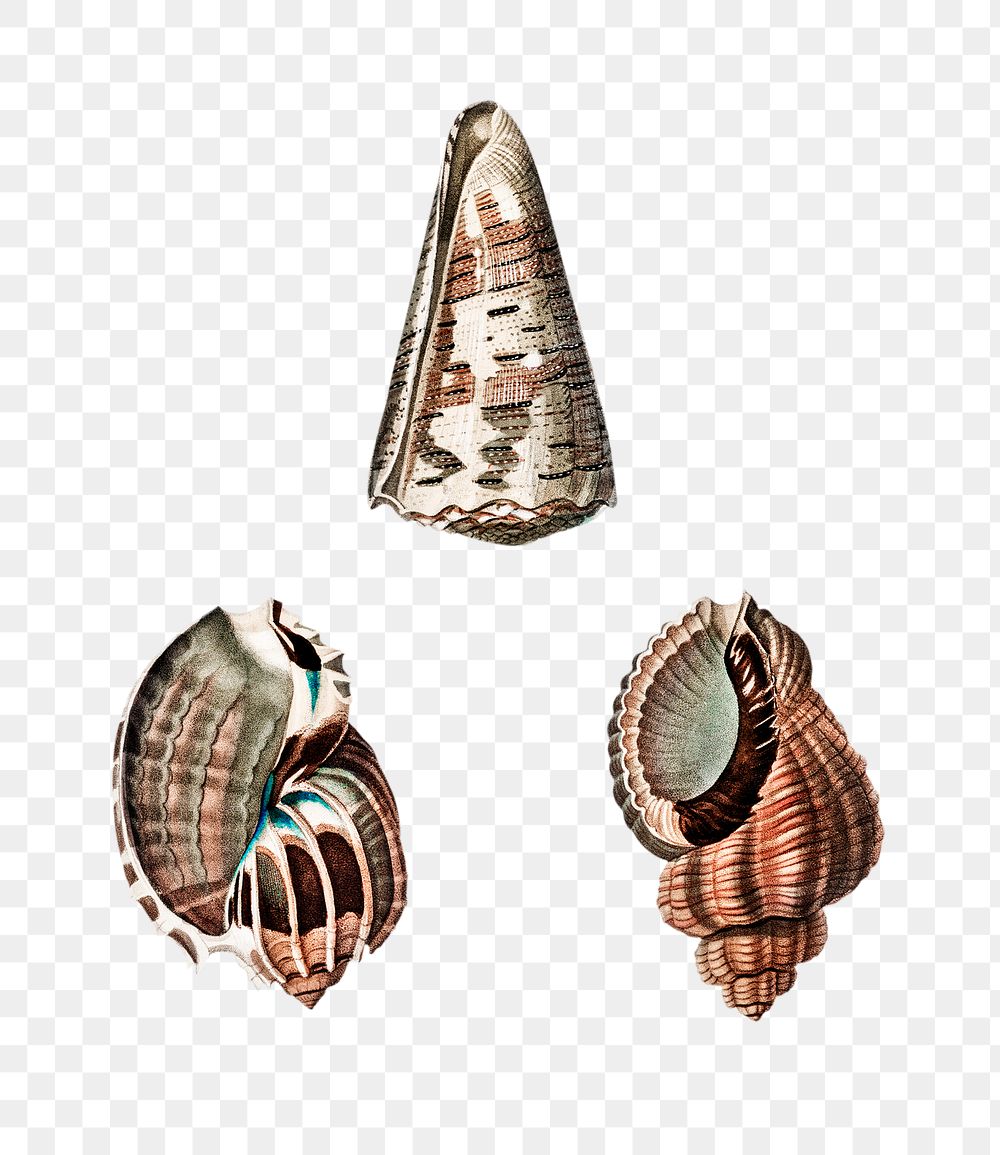 Png hand drawn sea snail shell set, remix from artworks by Charles Dessalines D'orbigny