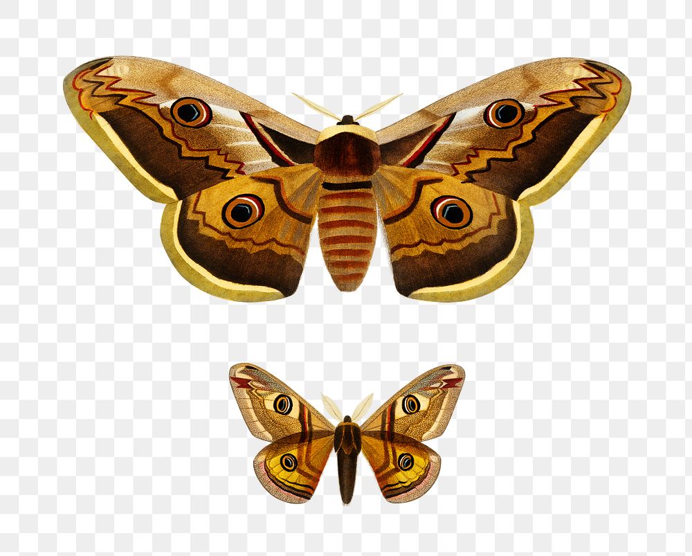 Vintage small emperor moth png, remix from artworks by Charles Dessalines D'orbigny