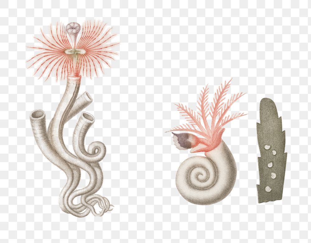 Png hand drawn serpula marine tube worm, remix from artworks by Charles Dessalines D'orbigny