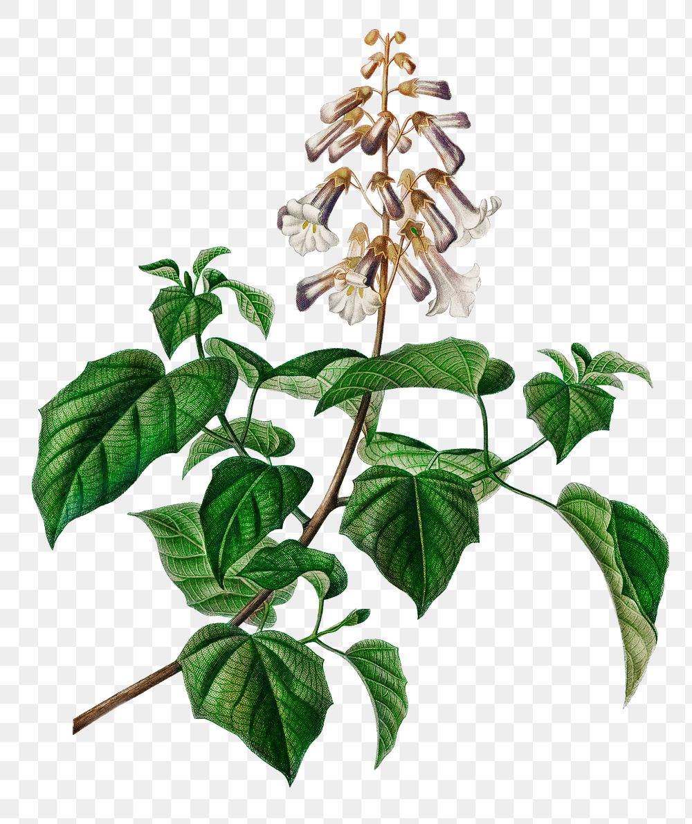 Paulownia empress tree png plant, remix from artworks by Charles Dessalines D'orbigny
