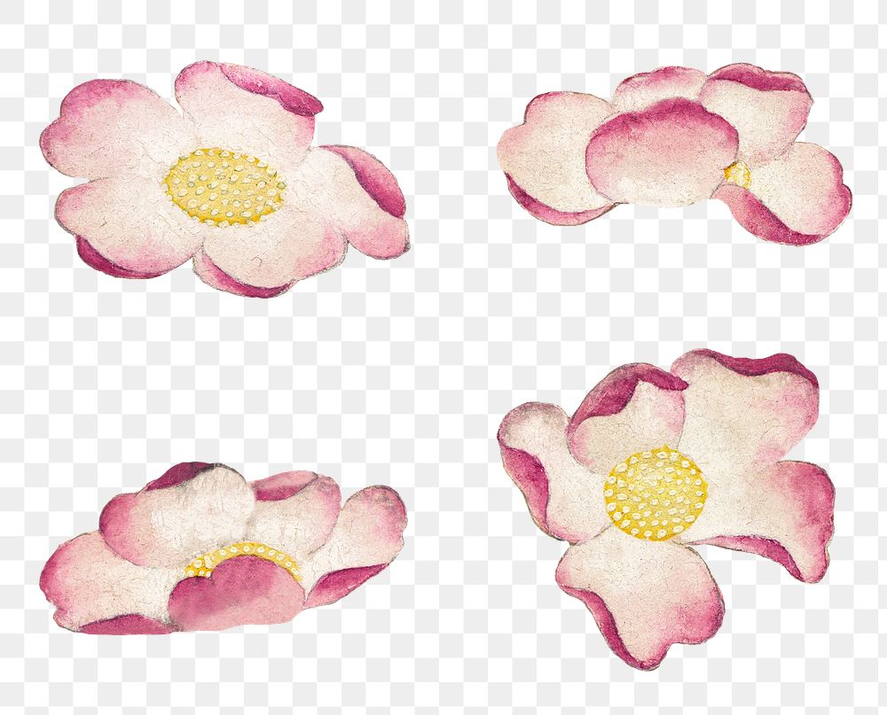 Chinese mallow flower png sticker set, remix from artworks by Zhang Ruoai