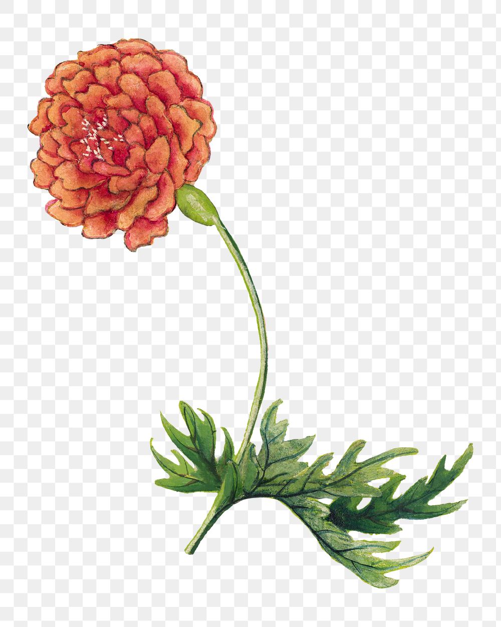 Vintage peony flower png sticker, remix from artworks by Zhang Ruoai