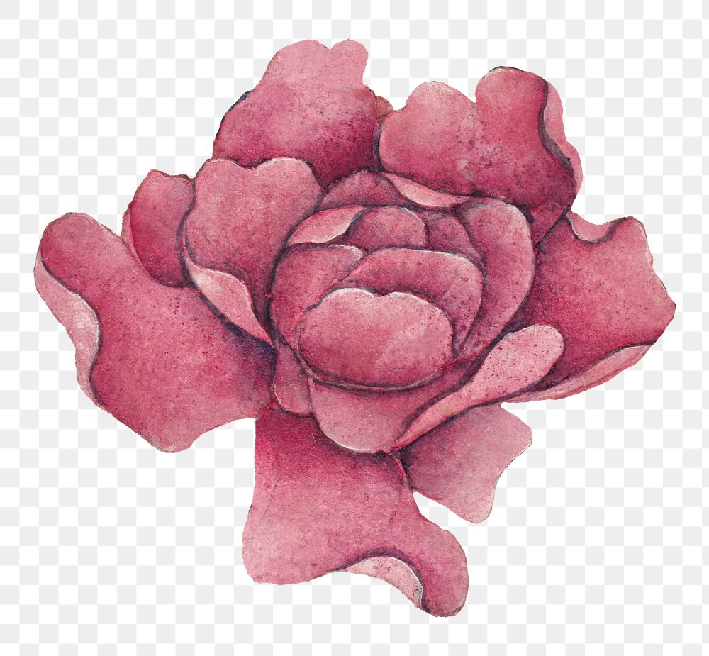 Chinese pink rose flower png design element, remix from artworks by Zhang Ruoai