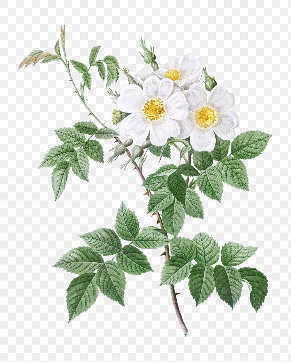 Short-styled rose with yellow and white flowers transparent png