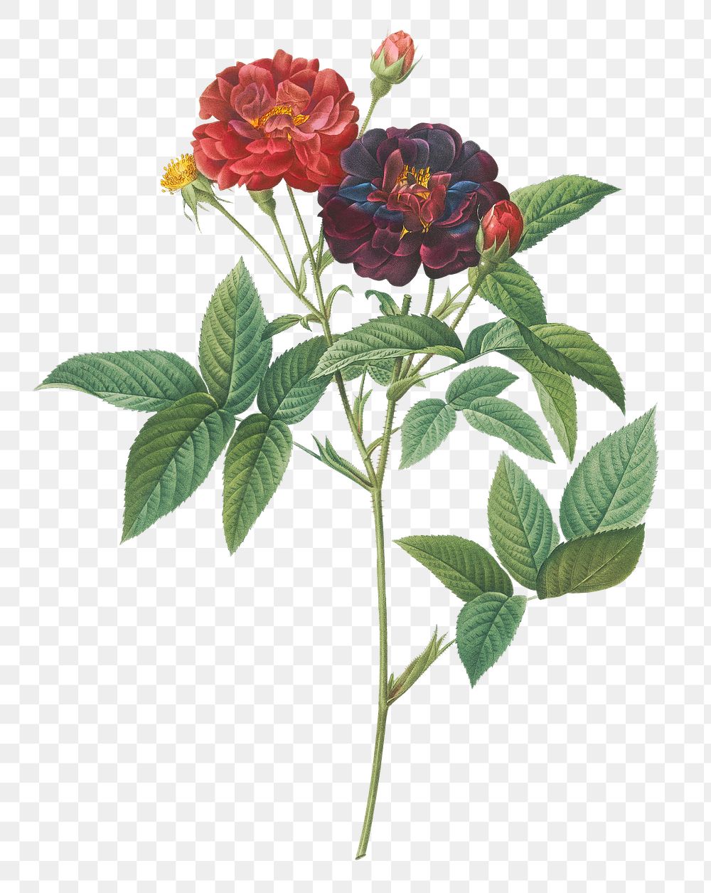 Rose of Provins transparent png
