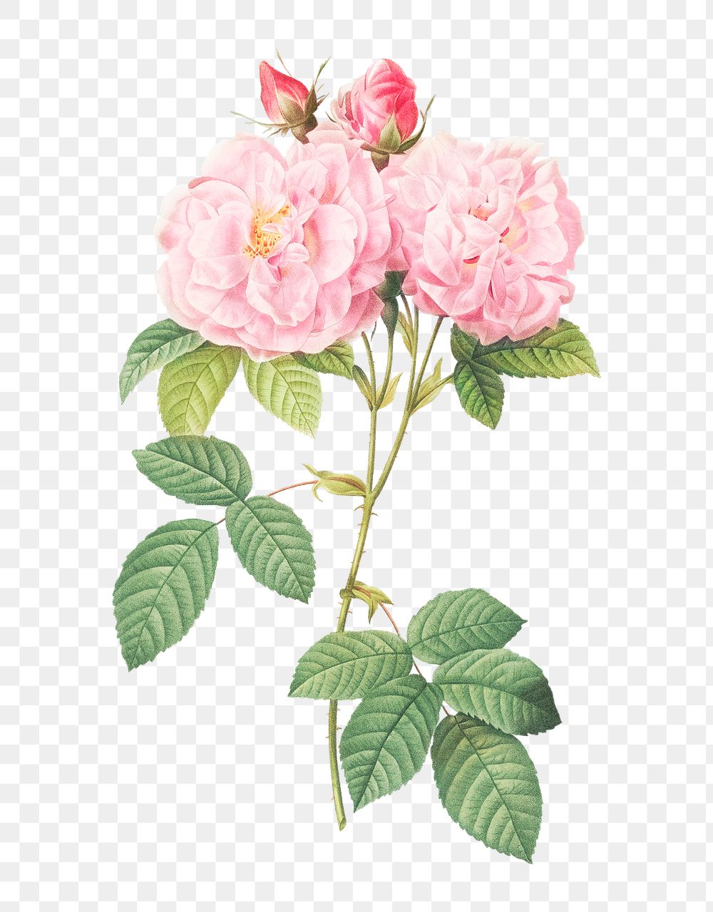 talian damask rose transparent png