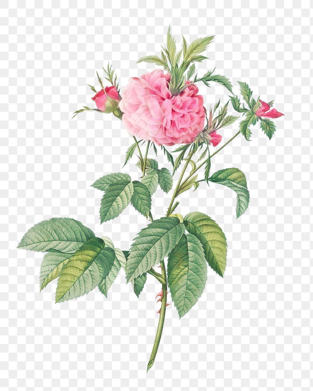 Vintage Agatha rose transparent png