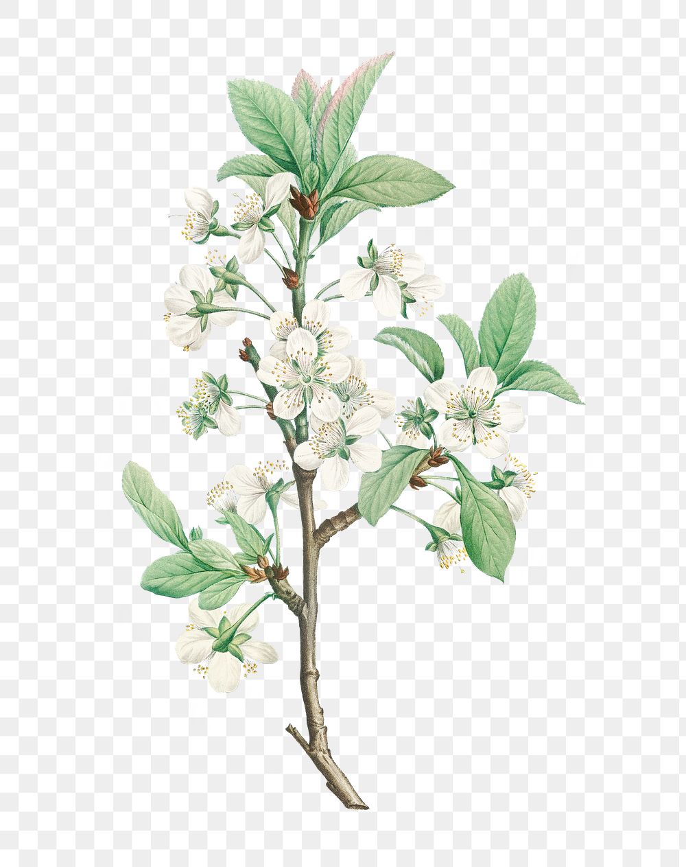 Vintage white plum flower transparent png