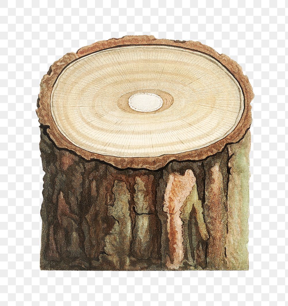 Vintage tree stump transparent png